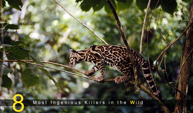 8 Most Ingenious Killers in the Wild!