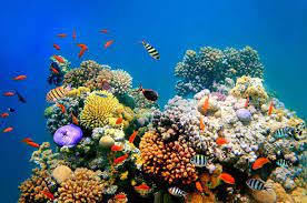 Kehidupan Dasar Laut Fakta tentang Hewan dan Tumbuhan Ajaib