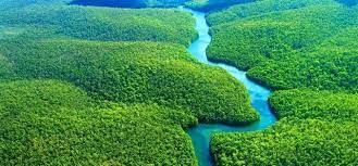 Fakta Menarik Sungai Amazon Keanekaragaman Hayati